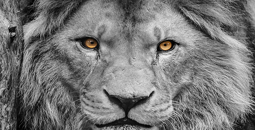 Canvas Wall Art Canvas Print Lion