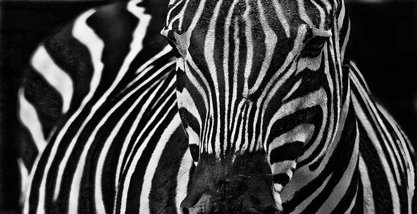 Zebra Canvas Wall Art Canvas Print