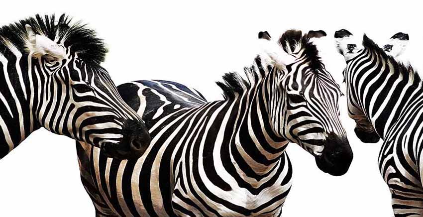 Zebra Canvas Wall Art Canvas Print Animal