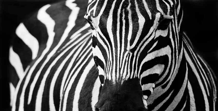 Zebra Canvas Wall Art Canvas Print Animal
