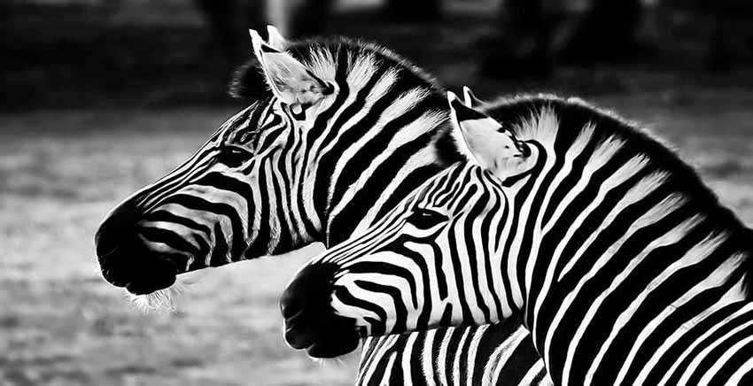 Zebra Canvas Wall Art Canvas Print Animal