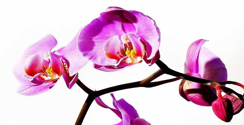 Canvas Wall Art Canvas Print Flower