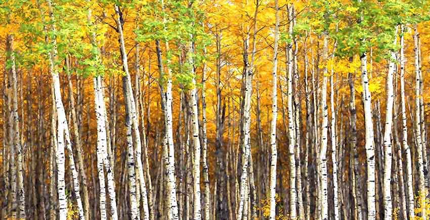 Canvas Wall Art Canvas Print
