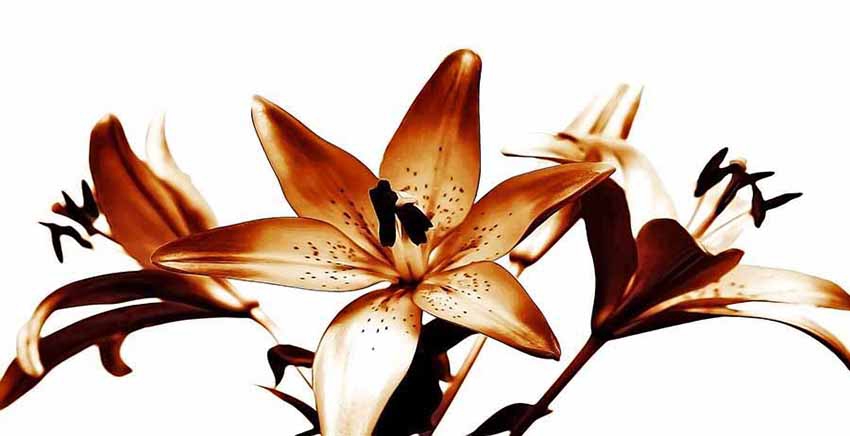 Canvas Wall Art Canvas Print Flower