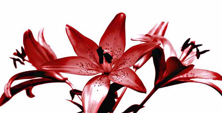 Canvas Wall Art Canvas Print Flower