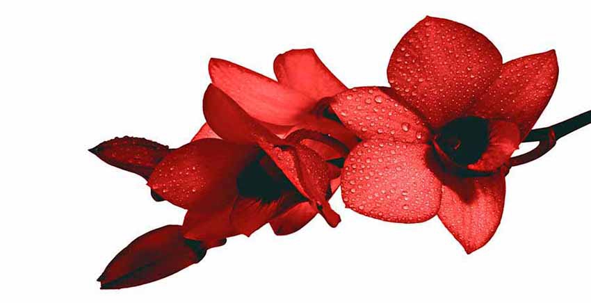 Canvas Wall Art Canvas Print Flower