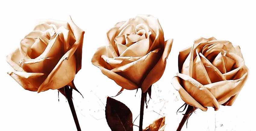 Canvas Wall Art Canvas Print Flower
