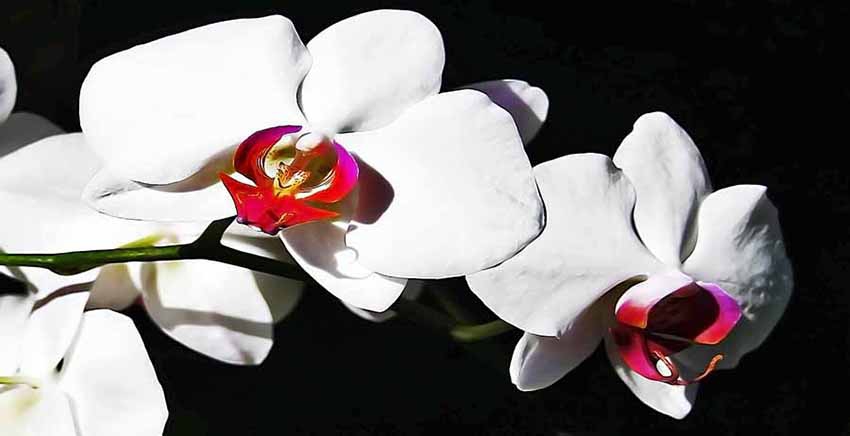 Canvas Wall Art Canvas Print Flower