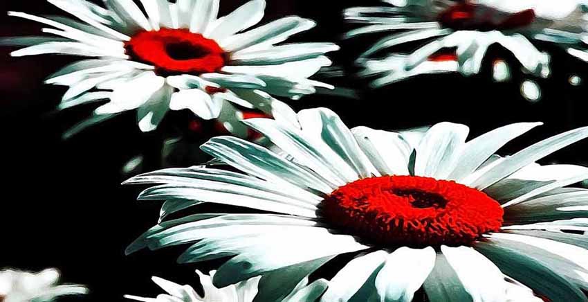 Canvas Wall Art Canvas Print Flower