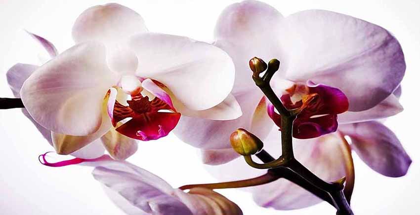 Canvas Wall Art Canvas Print Flower