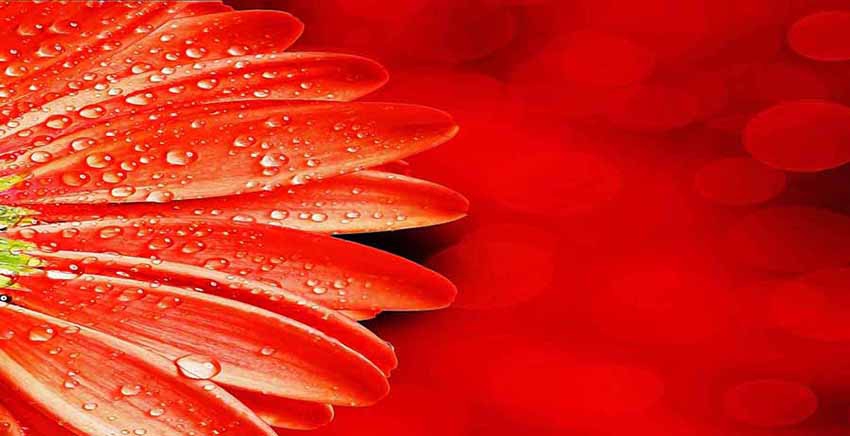 Canvas Wall Art Canvas Print Flower