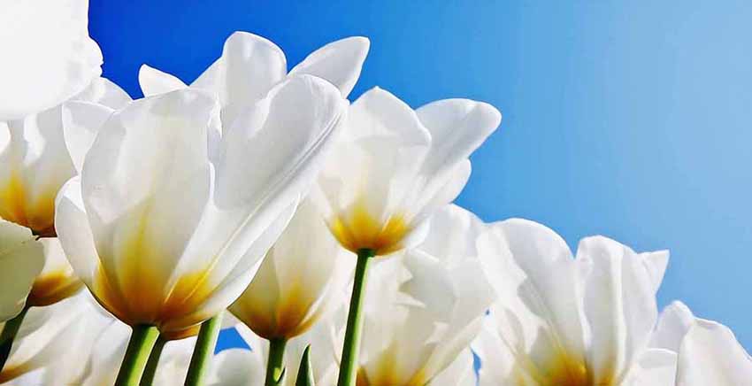 Canvas Wall Art Canvas Print Flower