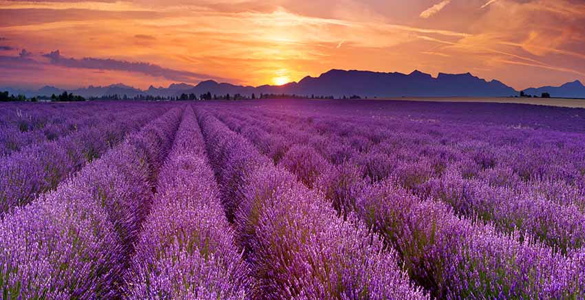 Lavender Fields Canvas Wall Art Canvas Print