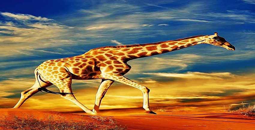 Canvas Wall Art Canvas Print Animal