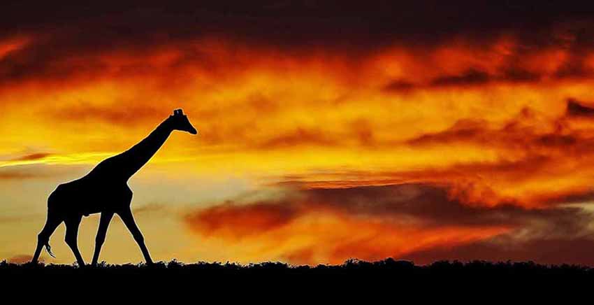 Canvas Wall Art Canvas Print Animal