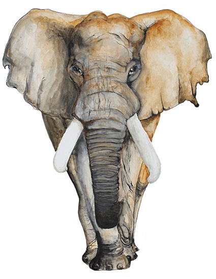 Regular Fit Printed T-Shirt  Elephant — image 6