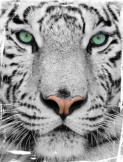 Regular Fit Printed T-Shirt Tiger — image 6