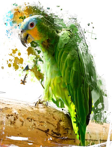 Regular Fit Printed T-Shirt Bird — image 6