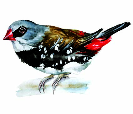 Regular Fit Printed T-Shirt Bird — image 6