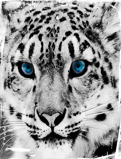 Regular Fit Printed T-Shirt Leopard — image 6