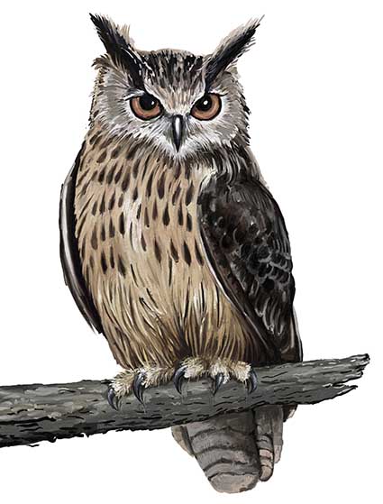 Cushion Cover Sublimation Print Owl — image 2