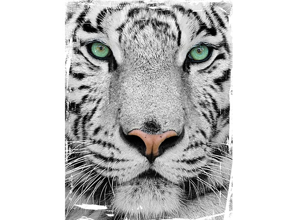 Cushion Cover Sublimation Print London — image 2
