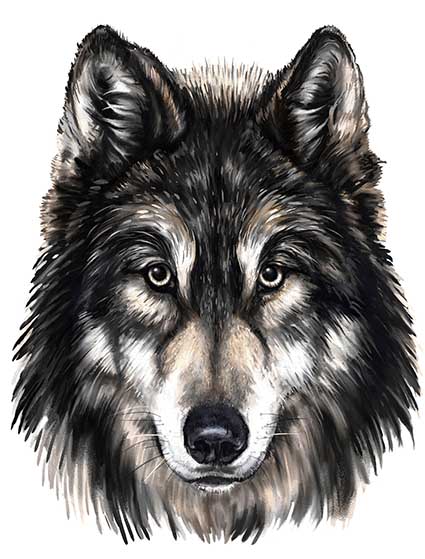 Regular Fit Printed T-Shirt Wolf — image 6